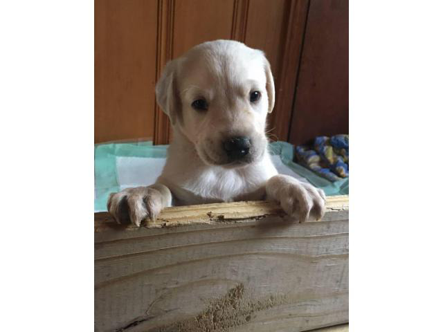 1 yellow male 1 black female labrador puppies in Sumter