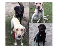1 yellow male 1 black female labrador puppies - 5