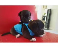 2 adorable Chiweenie puppies for adoption