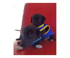 2 adorable Chiweenie puppies for adoption - 2