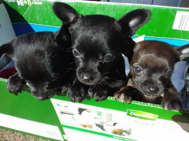 3 super cute Chihuahua puppies for sale in Kula, Hawaii