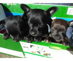 3 super cute Chihuahua puppies for sale