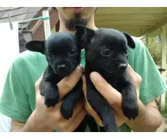 3 super cute Chihuahua puppies for sale - 2
