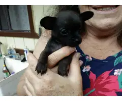 3 super cute Chihuahua puppies for sale - 3