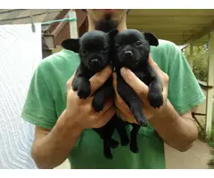 3 super cute Chihuahua puppies for sale - 4