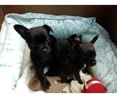 3 super cute Chihuahua puppies for sale - 5