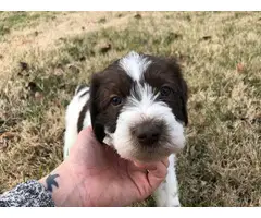 4 Wirehair Pointer puppies for sale - 2