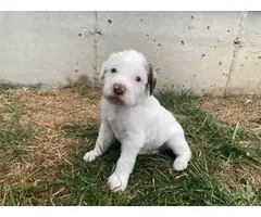 4 Wirehair Pointer puppies for sale - 3
