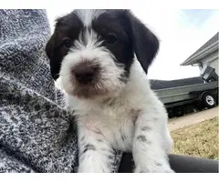 4 Wirehair Pointer puppies for sale - 4