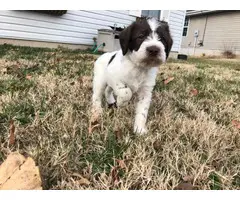 4 Wirehair Pointer puppies for sale - 5