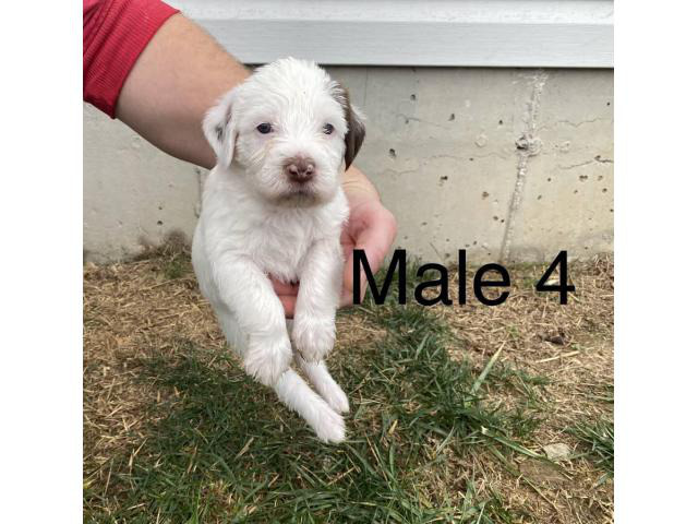 4 Wirehair Pointer puppies for sale in Nixa, Missouri ...