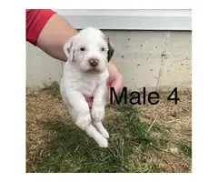 4 Wirehair Pointer puppies for sale - 6