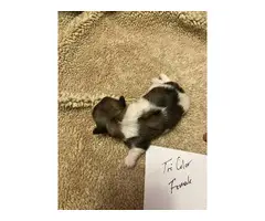 5 Shih tzu puppies available - 4