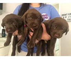 3 Purebred Chocolate Labrador puppies - 1