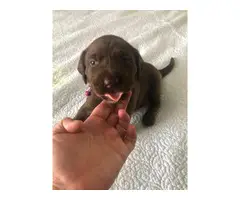 3 Purebred Chocolate Labrador puppies - 2