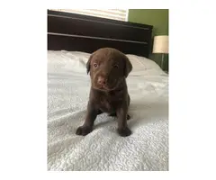 3 Purebred Chocolate Labrador puppies - 3