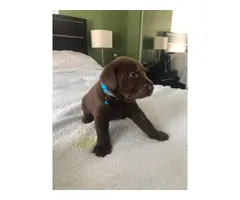 3 Purebred Chocolate Labrador puppies - 4