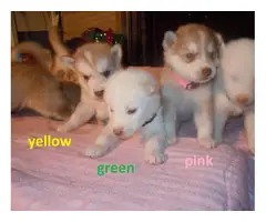 6 males and 1 female Alusky puppies for sale