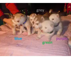 6 males and 1 female Alusky puppies for sale - 2