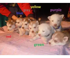 6 males and 1 female Alusky puppies for sale - 3