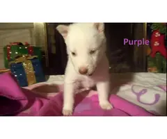 6 males and 1 female Alusky puppies for sale - 7