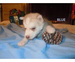 6 males and 1 female Alusky puppies for sale - 8