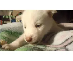 6 males and 1 female Alusky puppies for sale - 9