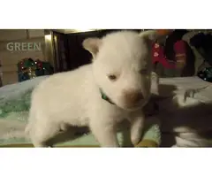6 males and 1 female Alusky puppies for sale - 10
