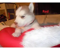 6 males and 1 female Alusky puppies for sale - 11