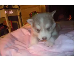 6 males and 1 female Alusky puppies for sale - 15