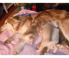 6 males and 1 female Alusky puppies for sale - 17