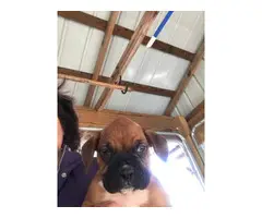 10 boxer puppies just in time for Christmas - 3