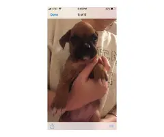 10 boxer puppies just in time for Christmas - 5