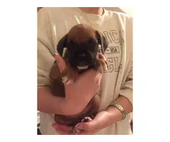 10 boxer puppies just in time for Christmas - 6