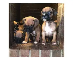 10 boxer puppies just in time for Christmas - 7
