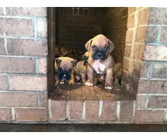 10 boxer puppies just in time for Christmas - 8