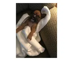 10 boxer puppies just in time for Christmas - 9