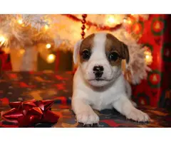 3 Jack Russell Christmas puppies