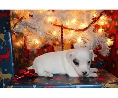 3 Jack Russell Christmas puppies - 2