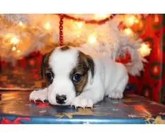 3 Jack Russell Christmas puppies - 3