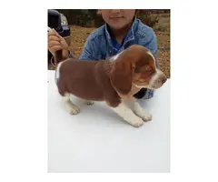 full blooded beagle puppies - 2