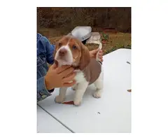 full blooded beagle puppies - 7
