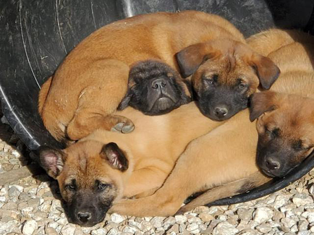 Belgian Malinois in Charlotte, North Carolina - Puppies ...