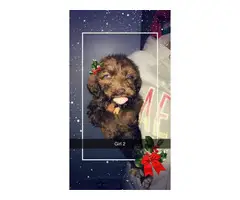 6 boys 2 girls Labradoodle puppies for sale - 7