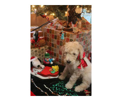 Poodle Puppy for sale by owner - Puppies for Sale Near Me