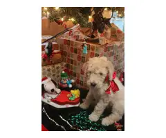 One Male Apricot Standard Poodle Puppy for Sale