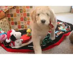 One Male Apricot Standard Poodle Puppy for Sale