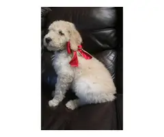 One Male Apricot Standard Poodle Puppy for Sale