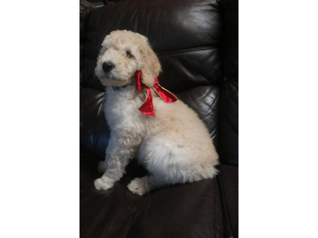 One Male Apricot Standard Poodle Puppy for Sale Sacramento - Puppies for Sale Near Me