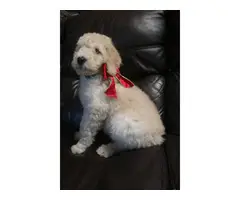 One Male Apricot Standard Poodle Puppy for Sale